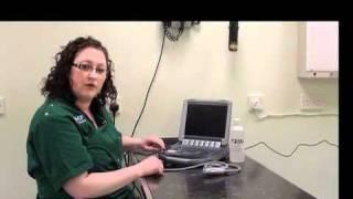 IMV imaging Abdominal Ultrasound Video 1 - Introduction and ultrasound machine controls