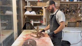 Skinning a deer cape off the skull for a shoulder mount.