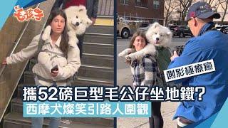 攜52磅巨型毛公仔坐地鐵？西摩犬燦笑引路人圍觀　緊繃側影極療癒｜毛孩子｜寵物｜紐約