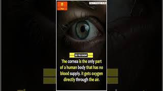 DID YOU KNOW? The Cornea Has No Blood Supply #facts #interesting #knowledge #informative