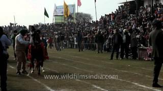 Strong Punjabi lads races as fast they can: Rural Olympics