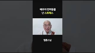 배우자의 반려동물  #법륜스님 #강아지 #가족 #임신중 #노견 #반려동물