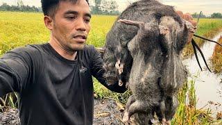 Con Này Mà Cắn Thì Chỉ Có Mẻ Xương || Big Rat Meat Is Very Delicious