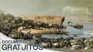 La gran migración animal | Episodio Completo