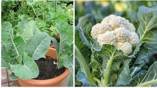 Grow Cauliflower in Buckets   Easy Step-by-Step Guide for Beginners