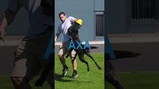 A&T Trained Dogs Axa #attraineddogs #protectiondogtraining #bitework #familyprotectiondogs