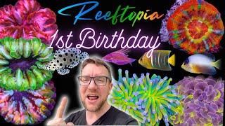 Reeftopia 1st Birthday - Sneak Peek