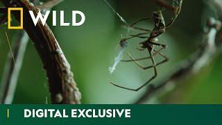 Discover the amazing diversity of spider webs | Wild Hunters  | National Geographic Wild UK