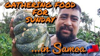 GETTING FOOD FROM THE PLANTATION FOR SUNDAY | SAMOA | MATAMAUGAAGROFARMING