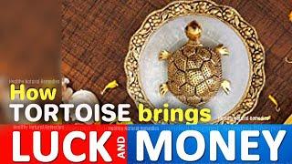 Bring good luck, wealth by placing Tortoise | Right directions to place tortoise | Vastu, Feng shui