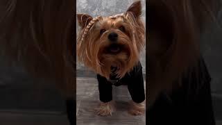 Markus Adams #йоркширскийтерьер #йорк #yorkie #yorkshire #yorkshireterrier #dog#dogs #wensday