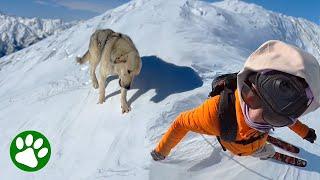 Stray dog follows skier across mountain