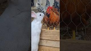 Did This Rabbit Get Attacked? #rabbit