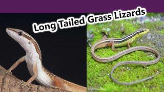 Long tailed grass lizard I BEV