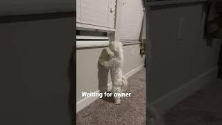 The dog is waiting for the owner #maltese