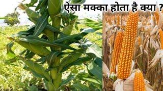 सबसे ज्यादा ऊपज देने वाला मक्का बीज । Best maize Seeds Variety । Tannusri Makka bij 2355 , 2608 ।