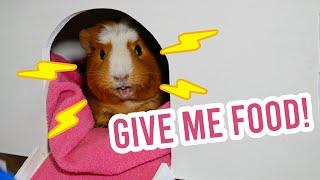 Loud wheeking guinea pig! She hears a plastic bag...