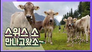 [스위스 여행] 스위스 소 만나고 왔소!(Cows of Swiss)