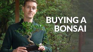 Buying a Bonsai tree