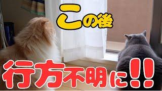 秋風を満喫してた猫が行方不明⁉️大捜索した結果はいかに！【ブリティッシュショートヘア・スコティッシュフォールド】