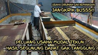 peluang usaha modal tekun usaha jangkrik