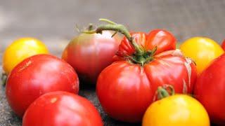 Why Homegrown Tomatoes Are SO MUCH BETTER