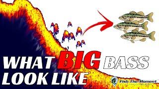 Identifying BIG Bass on Fish Finders MUST WATCH!