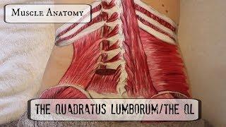 Muscle Anatomy: THE QL!!