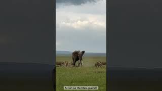 Once in a life time experience elephants vs lions! #wildlife #animals #safarilife #big5safari #lion