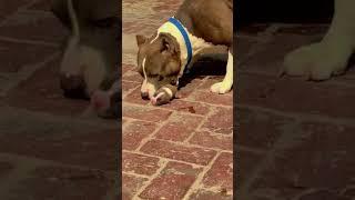 pit bull dog fight |cute puppy status #tik_tok #tiktok #short #dogshort #india #labrador dog #pitbul