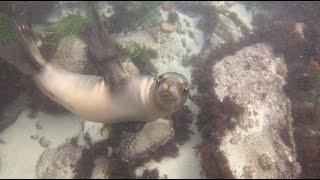 La Jolla Cove Sea Lion Snorkel (San Diego, CA)