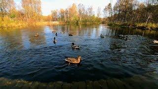 Entengeräusche mit Quaken und Planschen auf dem Fluss