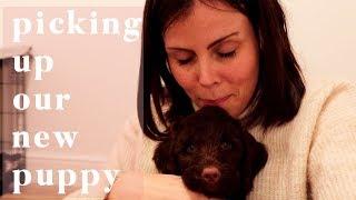 OUR NEW PUPPY- PICKING UP OUR NEW FAMILY MEMBER | DAY IN THE LIFE