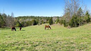 Rotating Horses on Pasture- All the steps you need to know to get started!