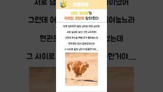 대장 냥이가 울집 고양이 찾아줬다