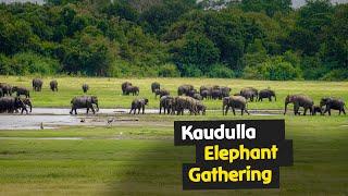 Asian Elephant Gathering at Kaudulla National Park | Sri Lanka Safari Adventure #elephant