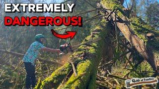 This TREE Was An EXTREMELY Dangerous Situation!