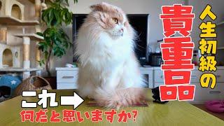 【長毛ねこ】飼い主ピンチ⁉️私にとって人生初の一大事‼️