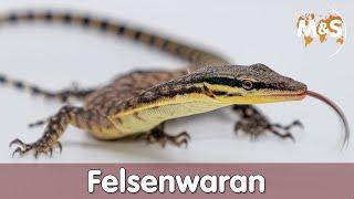  Felsenwaran (Varanus glauerti)