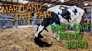  [4K] Cow giving birth to a calf / Calf being born shows / Agriculture USA/FFA farms/ State Fair.