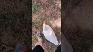 Oscar Loves To Bite When I Don't 'Behave' #ducks #drake #funny #duck #oscar