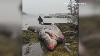 26-foot basking shark washes up on shore