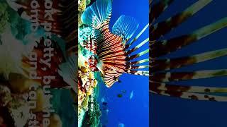 Lionfish: Beautiful but Dangerous | Ocean Animal Facts for Kids #lionfish lionfi
