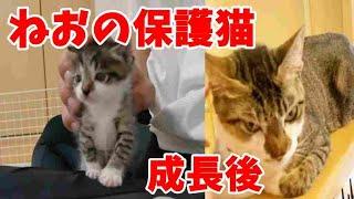 ねおの保護猫 久しぶりに視聴し驚愕の事実が！？