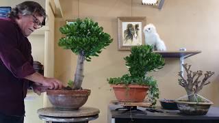 Crassula Ovata árbol de jade planta del dinero jardin de bonsái de Antonio Ruiz