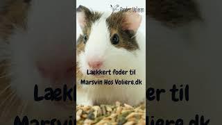 Marsvin Elsker foder Fra Randers Volieren