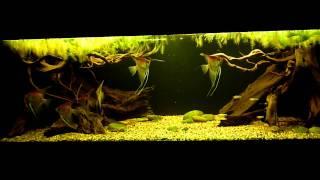 amazon biotope aquarium-2