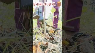 કપાસ તાણવા 100 સબ્ક્રાઈબ  mr Thakor vlogs Gujarati mini vlogs #youtube #shorts #gujarat #gujarati