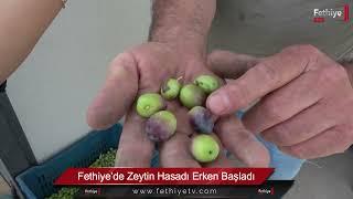 Fethiye’de Zeytin Hasadı Erken Başladı