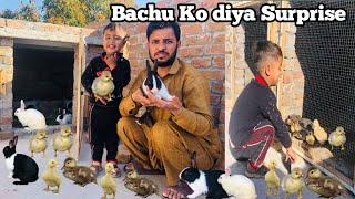 Pet House mai Pregnant Rabbit & Bht sary Baby Ducks Aa Gaye @qadirslovelypets